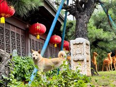 -龙华寺