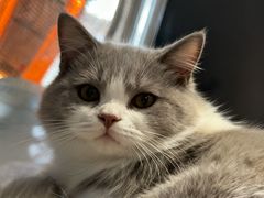 -安安宠医宠物医院·异宠·犬猫内科(岳阳分院)