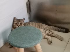 -创凡宠物医院·骨专科  猫科中心(西乡分院)