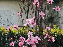 -瀛洲公园