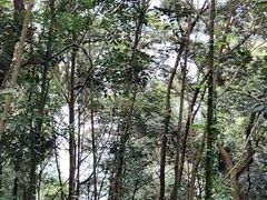 -广州市流溪河国家森林公园