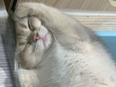 -屋虎猫馆(宝安大仟里店)