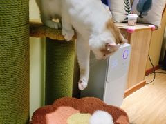 -猫和宫(六道口店)