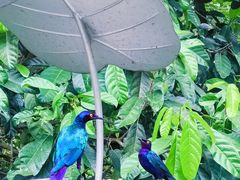 -新加坡飞禽公园