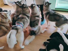 -Husky Go! 哈士奇体验馆·宠物咖啡厅狗咖