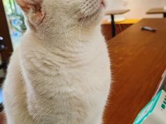 -有猫主题·治愈系猫咖(曾厝垵店)