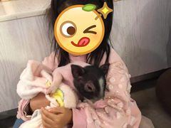 -浣熊柯尔鸭土拨鼠·电玩咖