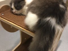 -飞行喵MR PILOT|猫舍·猫咖(静安大融城店)