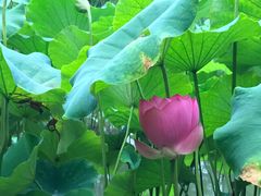 -陈家山荷花公园