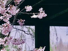 -顾村公园
