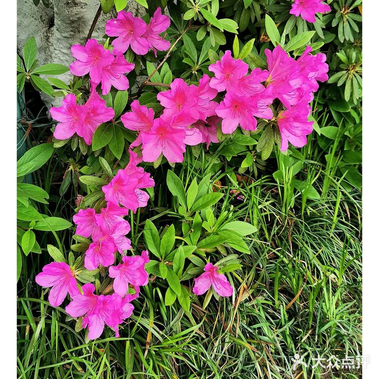 金陵花事||大行宫市民广场.杜鹃花