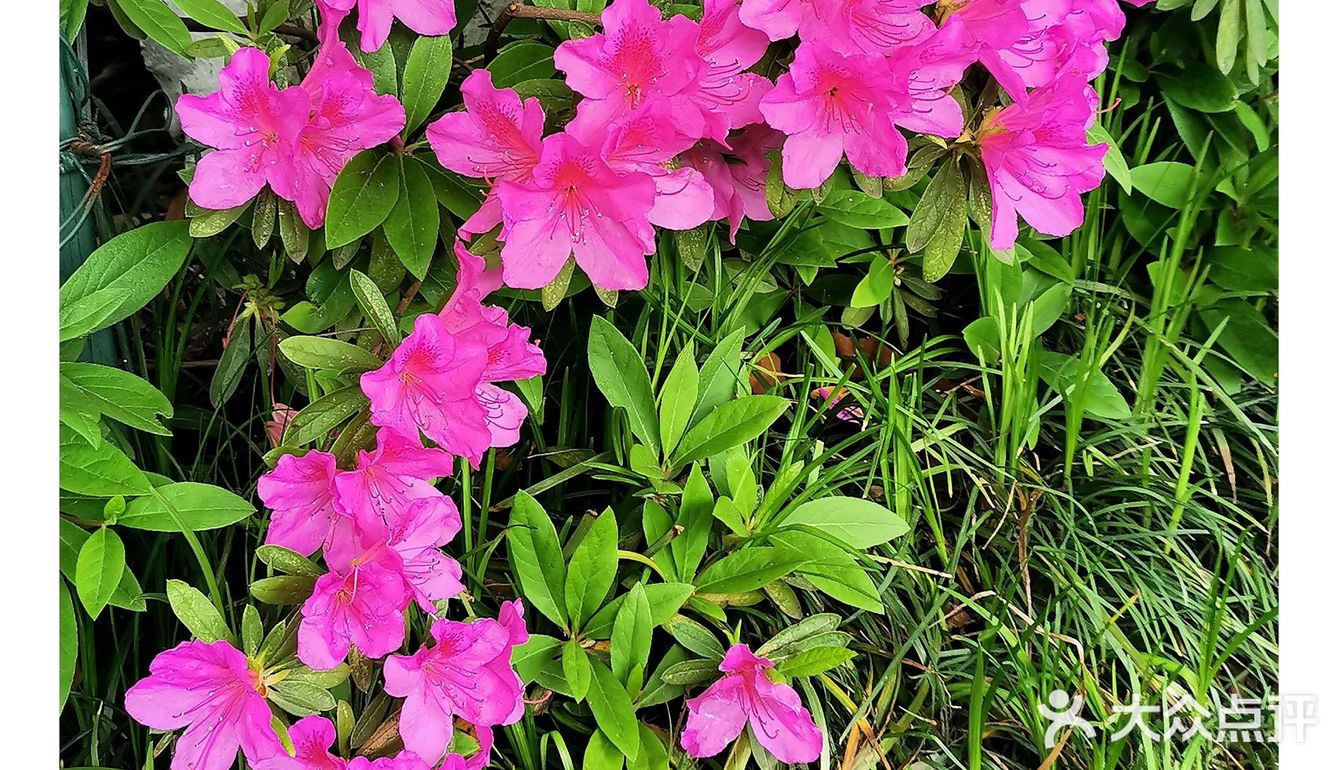 金陵花事||大行宫市民广场.杜鹃花