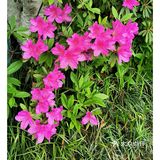 金陵花事||大行宫市民广场.杜鹃花