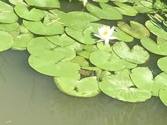 -樂桃源奉贤黄桃种植采摘基地