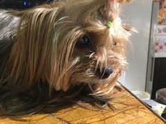 -more than meow吴止猫主题餐厅(承德 中船汇店)