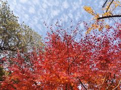 -杭州半山国家森林公园