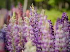 -上海滨江森林公园