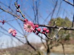 -花开海上生态园