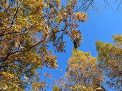 -白水寺森林公园