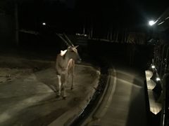 -清迈夜间动物园