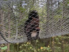 -五营红松林海景区