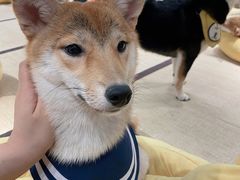 -逗柴咖啡屋·狗咖猫咖宠物桌游