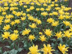 -洛阳郁金香牡丹园