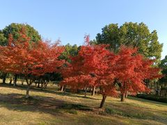 -宝界山林公园