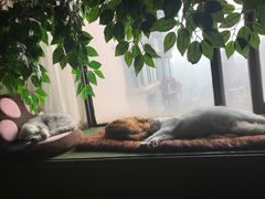 -猫猫幼稚园·撸猫·桌游·电玩