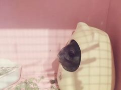-藦茜花园宠物主题亲子互动体验馆(国顺东路店)