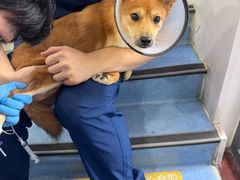 -博特宠物医院24h犬猫全科.骨科·异宠