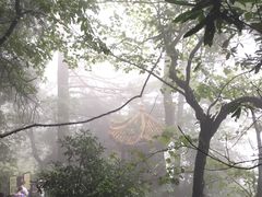 -天目山大树王景区