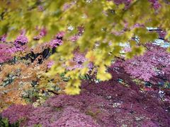 -北海道厅旧本厅舍(旧本庁舎)