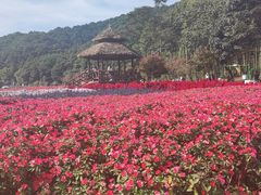 -广州市石门国家森林公园
