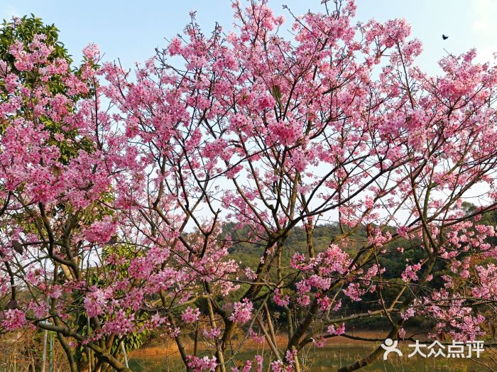 叱石风景区图片