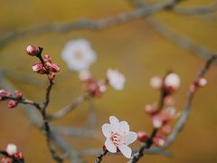 -杭州植物园