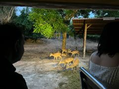 -清迈夜间动物园