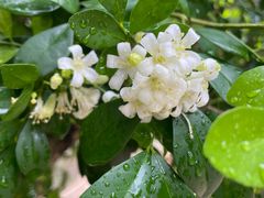 -风云岭森林公园