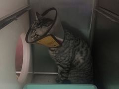 -艾贝尔宠物诊疗