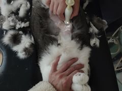 -伟伟宠物医院·瑞派猫友好医院·猫科(光谷店)