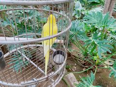 -南宫五洲植物乐园