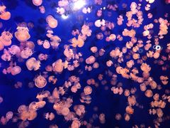 -成都浩海立方海洋公园