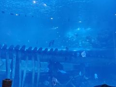 -西安曲江海洋极地公园