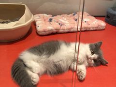 -babydoll猫舍·米努特·德文·缅因(久光中心店)