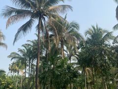 -中国科学院西双版纳热带植物园