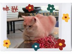 -平行世界·猫咖(首经贸店)