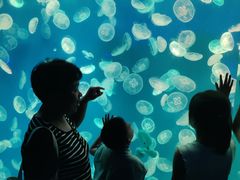 -江和美海洋公园