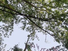 -木兰云雾山