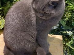 -猫小院猫主题餐厅(三里屯店)