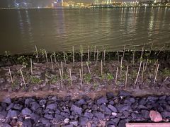 -万绿园